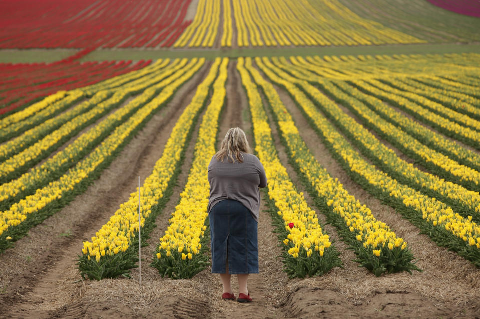 SCHWANEBERG, GERMANY - APRIL 27: A visitor stops to look out at a tulip field on April 27, 2012 near Schwaneberg, Germany. Spring weather is finally taking hold in Germany with temperatures expected to reach 28 degrees Celsius by the weekend. (Photo by Sean Gallup/Getty Images)