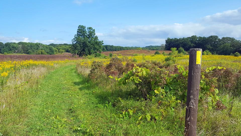 The Stony Ridge Segment of the Ice Age Trail passes through a section of prairie filled with goldenrod in bloom in the Kettle Moraine State Forest's Southern Unit.