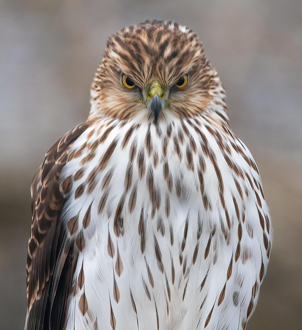 A juvenile Cooper's hawk, perhaps upset that its name is changing.