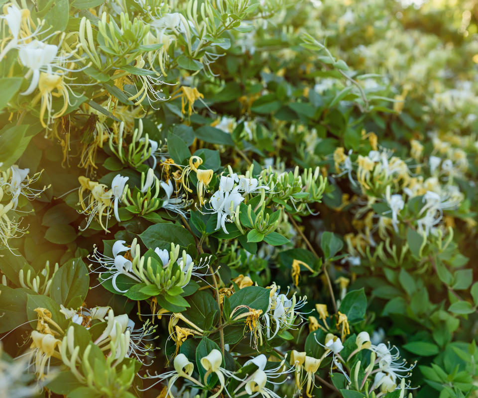 Honeysuckle 'Graham Thomas'