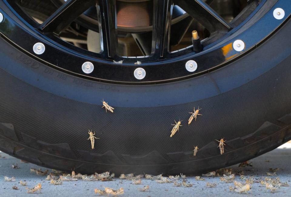 Grasshoppers climb onto a truck’s wheel on Friday, June 7, 2024, near Laurel T. Stizzo Park in Roseville. A few of grasshoppers’ natural preditors include blister beetles, robber flies and birds, according to Placer County officials.