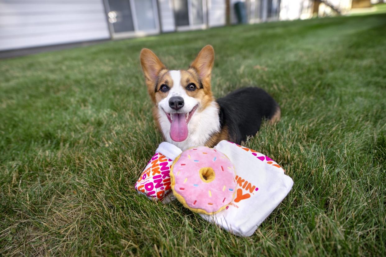 Dunkin and BarkBox collab