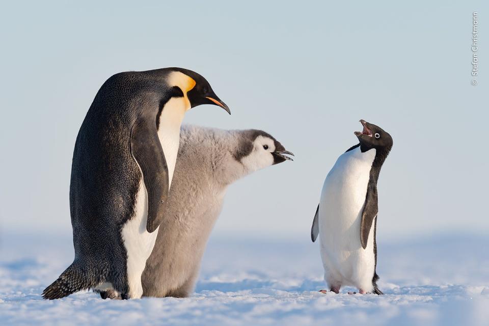 An Adélie penguin approaches an emperor penguin and its chick during feeding time in Antarctica's Atka Bay, it's mouth open.