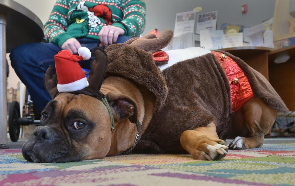 Five-year-old boxer Lincoln finds a nice spot for a rest in the children's library before heading out in the rain on a soggy but mild morning for the Osterville Free Library's holiday pet costume parade.