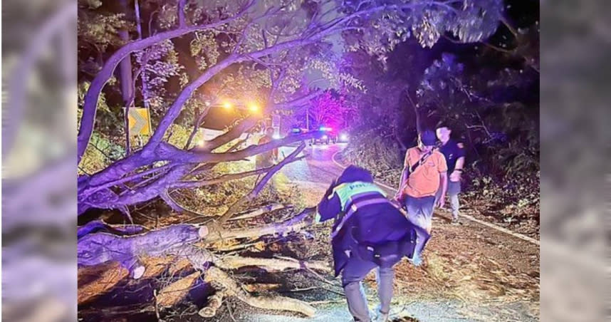 桃園虎頭山環保公園上坡路段發生路樹倒塌，所幸未波及往來人車。（圖／翻攝畫面）