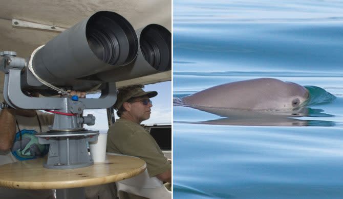 vaquita porpoise