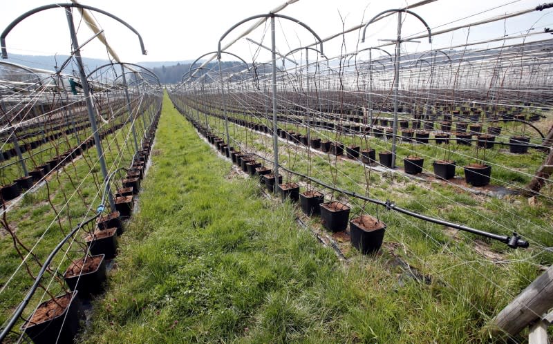 Raspberry plants are seen on a field of Swiss berry producer Schibli Beeren near Otelfingen