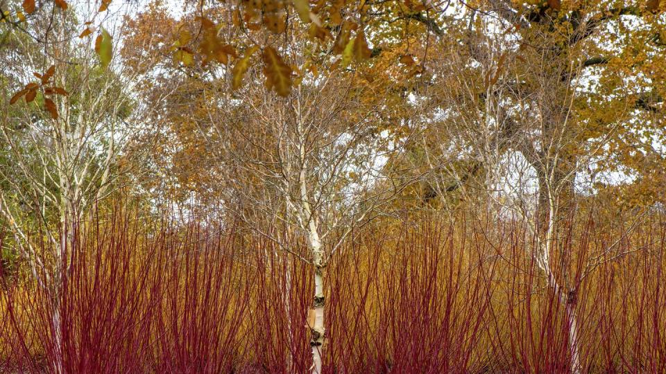 a winter garden with silver birch trees and vibrant coloured red cornus 'winter stems also known as dogwood