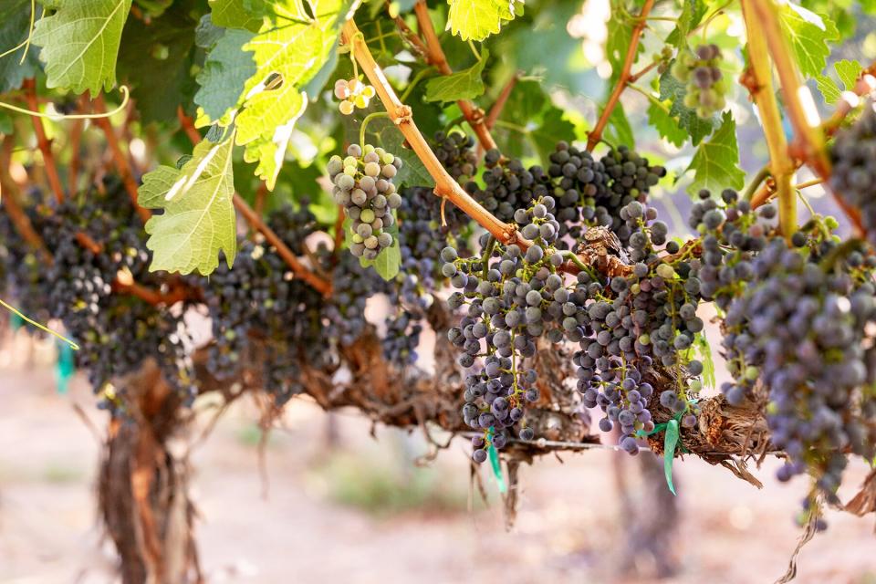 Grapes on a vine at Caduceus Cellars &amp;amp; Merkin Vineyards