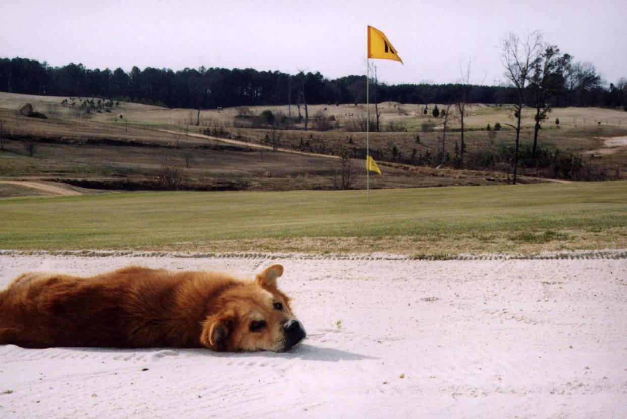 A dog at Three Oaks Golf Course near Harlem relaxes in a bunker on the 18th hole without fear of being hit by a stray golf ball, in this photo from 2002. The course opened in 1997 and closed in 2008, and the former course is currently for sale.