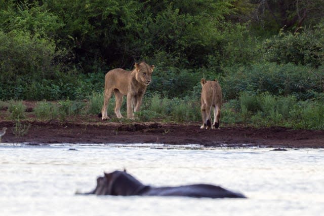 *** VIDEO AVAILABLE ***PIC 16 OF 16KRUGER NATIONAL PARK; SOUTH AFRICA - 12 JANUARY 2015: The lions retreat, hungry and with dented pride on January 12, 2015 at Kruger National Park.A lion bit off more than he could chew when he attacked a hippo calf in Kruger National Park. Two fierce lions attacked a herd of hippos as they emerged from a day of wallowing in the water. One of the beasts leaped on a hippo calf, but the powerful predator was forced to turn tail when confronted by the calf?s angry mother. Photographer Duncan Fraser captured the encounter at Sunset Dam on his way back to camp at dusk.PHOTOGRAPH BY Greatstock / Barcroft MediaUK Office, London.T +44 845 370 2233W www.barcroftmedia.comUSA Office, New York City.T +1 212 796 2458W www.barcroftusa.comIndian Office, Delhi.T +91 11 4053 2429W www.barcroftindia.com