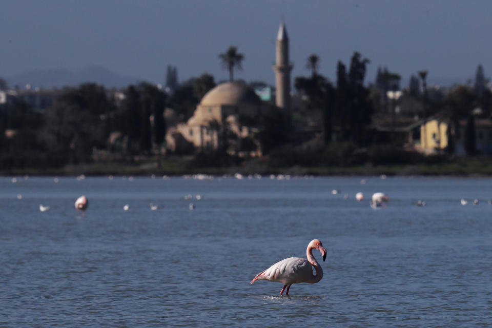 A flamingo stands at a salt lake with the Hala Sultan Tekke Mosque in the background, which was built between 1760 and 1796, in the southern coastal city of Larnaca, in the eastern Mediterranean island of Cyprus, Sunday, Jan. 31, 2021. Conservationists in Cyprus are urging authorities to expand a hunting ban throughout a coastal salt lake network amid concerns that migrating flamingos could potentially swallow lethal quantities of lead shotgun pellets. (AP Photo/Petros Karadjias)