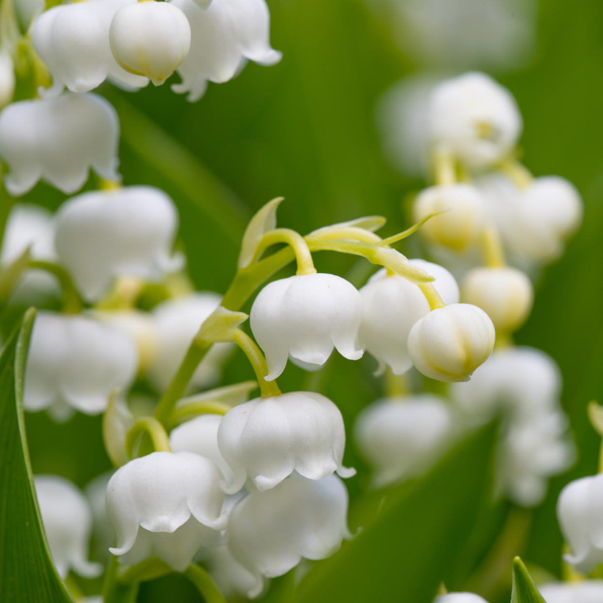  Lily of the valley. 