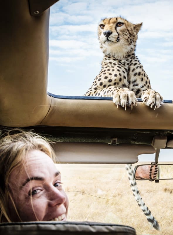 cheetah-pokes-head-sunroof-tanzania-serengeti-national-park