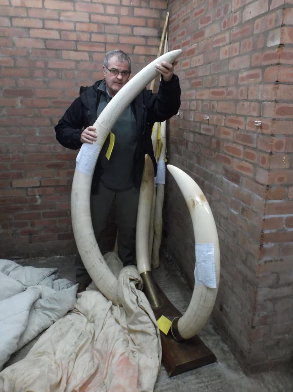 Andy McWilliam, investigations officer for the National Wildlife Crime Unit, with elephant horns. (PA/Lancashire Police)