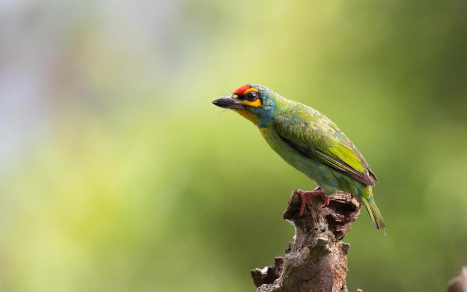 Birdlife in Sri Lanka - getty