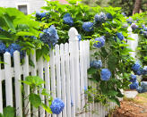 <p> If you&apos;ve installed a low fence and are finding that it&apos;s not doing much for your garden privacy, you can easily enhance what you&apos;ve got with dense, blooming shrubs. Hydrangeas are perfect for this &#x2013;&#xA0;their blooms are so abundant and large throughout the summer and autumn that you likely won&apos;t need anything else. Or try lilacs. </p>
