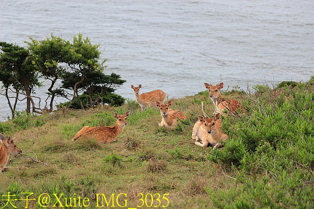 IMG_3035.jpg - 馬祖大坵島 帥哥大坵一兵 可愛梅花鹿 20180610