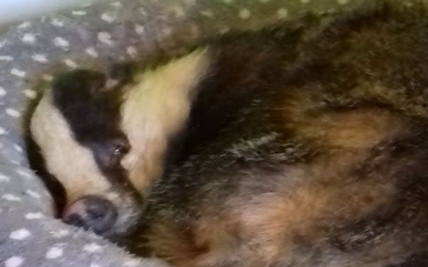 A badger fell asleep inside a Scottish property  - Scottish SPCA 