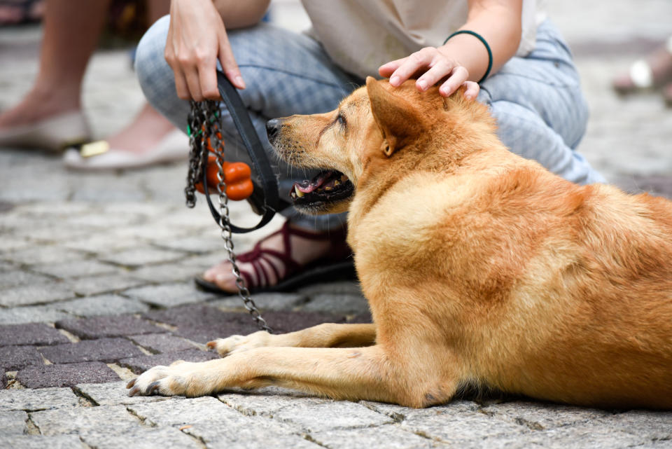 <p>Dogs at Howlloween at the Grand Copthorne Waterfront Hotel. (Photo: Bryan Huang/Yahoo Lifestyle Singapore)</p>