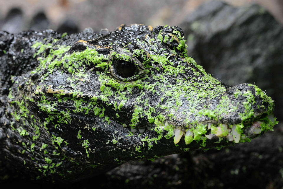 <p>A dwarf crocodile is covered in green algae at the Olomouc Zoo in the Czech Republic on May 24, 2016. (Slavek Ruta/Rex Shutterstock via ZUMA Press) </p>