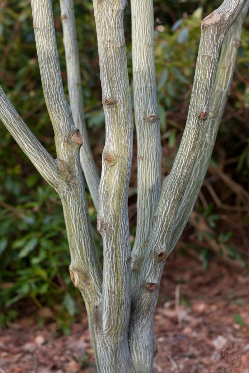 Snakebark maple (Acer capillipes is characterized by a striking, grooved bark with white, vertical stripes. Marion Nickig/dpa