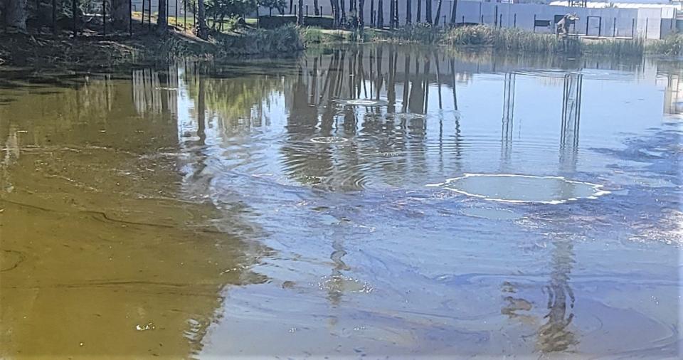 Lake Pit 1 with methane bubbles