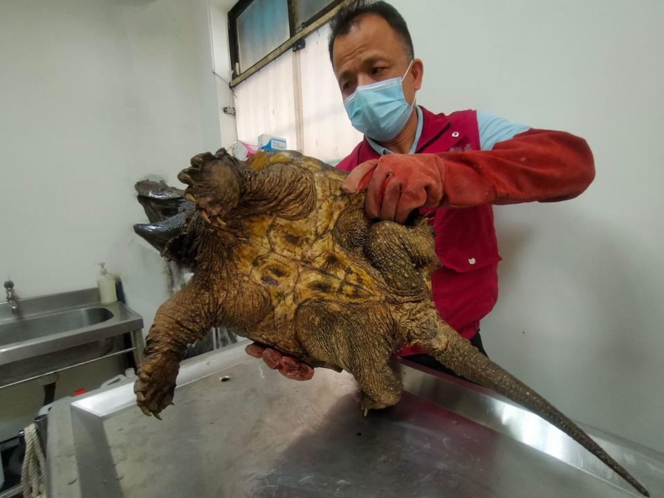 三芝動物之家站長謝弘斌獸醫師初步檢傷及辨識，確認這隻烏龜是外來物種大鱷龜。（新北市動保處提供）