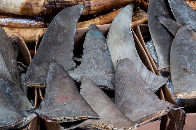 Seized shark fins are seen during a press conference at the Kwai Chung Customhouse Cargo Examination Compound in Hong Kong on Sept. 5, 2018. (Photo: ISAAC LAWRENCE via Getty Images)