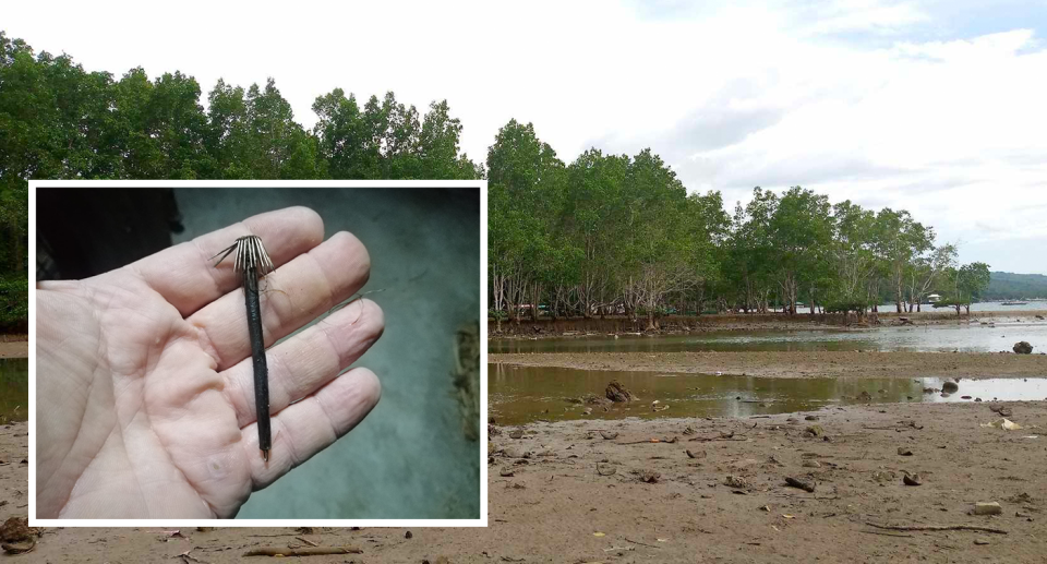 A close-up image of the tiny fish hook in a hand (inset). A mangrove beach on Samal.