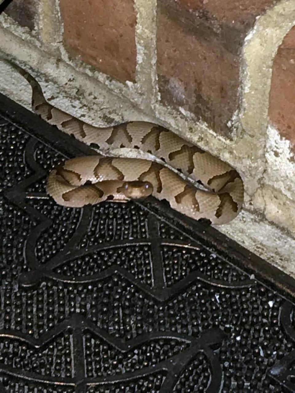 Filiz Hughes of Cary photographed this copperhead on her neighbor’s front porch welcome mat on April 28, 2017. It was dark and she did not see the snake as she approached to ring the door bell. Her dog Daisy jumped and alerted her, saving her from a potential bite. She did not know if Daisy had been bitten. She took the photograph in case she needed to identify the snake.