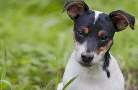 Toy Fox Terrier via Shutterstock