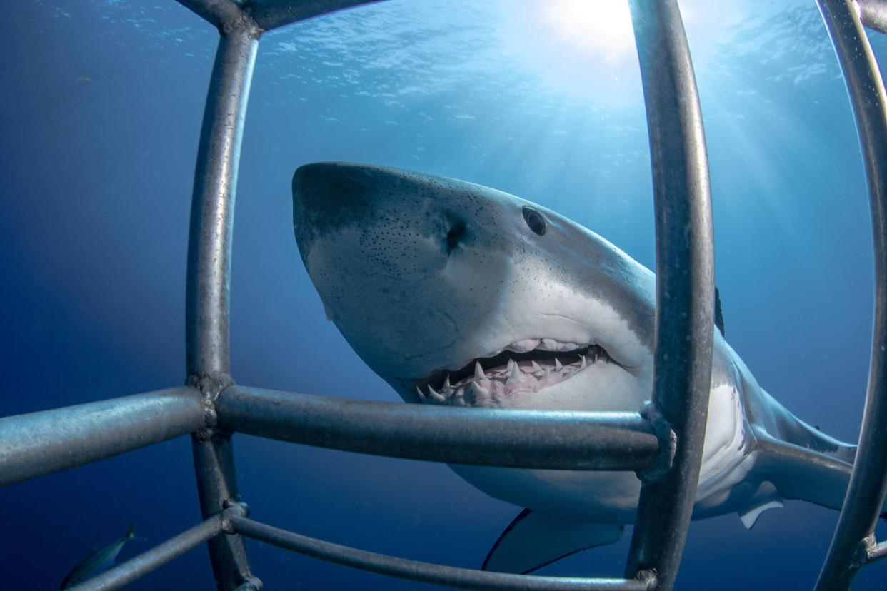 A Cage Diving in Guadalupe Island in Mexico