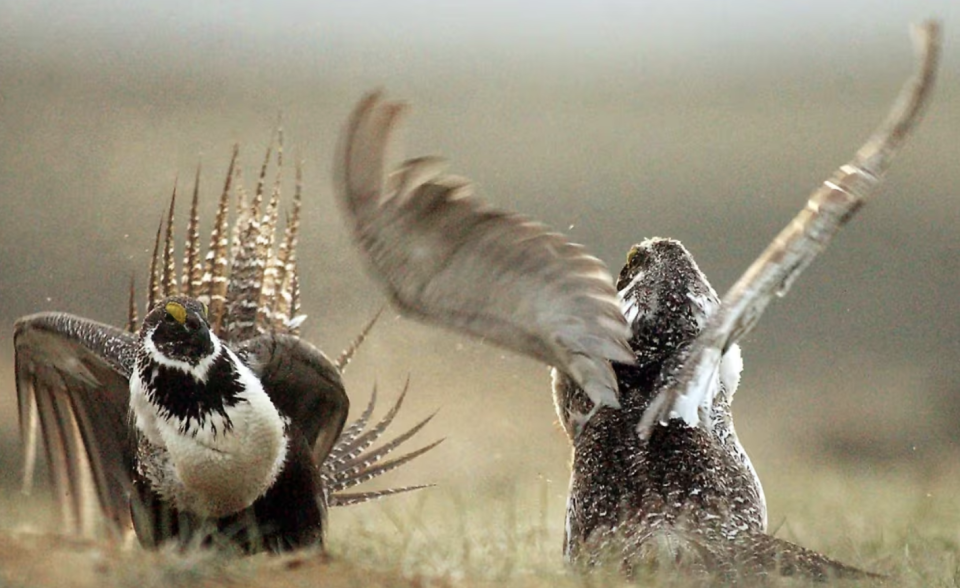 Sage grouse like these, seen near Rawlins, Wyo., in 2008, are at increased risk in the Prairies because of habitat loss and the spread of West Nile virus. (Jerret Raffety/Rawlins Daily Times/The Associated Press)