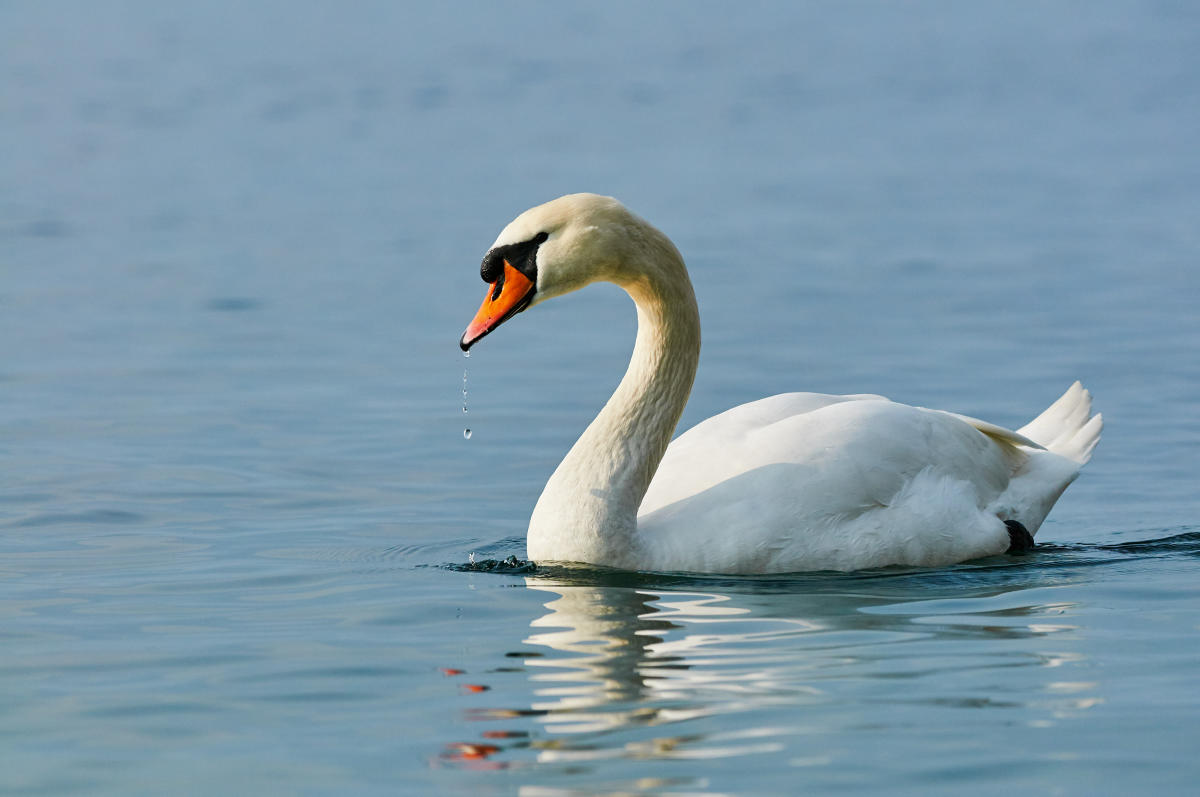 Swan kills dog swimming in pond as horrified pet owner helplessly watches from shore