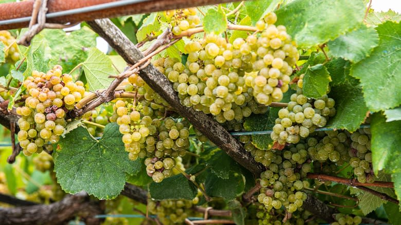 Albarino grapes in Spain