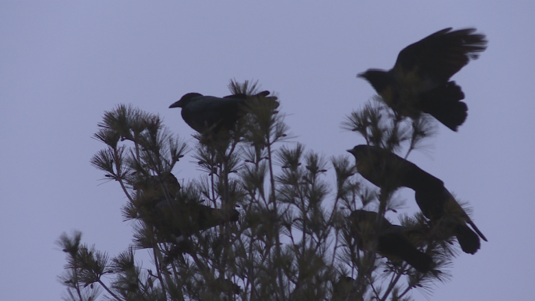 Large crow population returns to roost out of city downtown