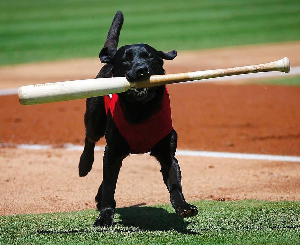 Meet the Bat Dogs Coming to a Ballpark Near You