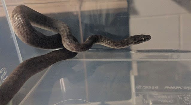 A Townsville couple woke to find this spotted python in their bed. Source: Facebook