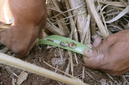 Ashok Giramkar, a farmer, shows white grubs which he said infected his sugarcane at his farm in Dalaj village in Pune district in Maharashtra, October 11, 2018. Picture taken October 11, 2018. REUTERS/Rajendra Jadhav