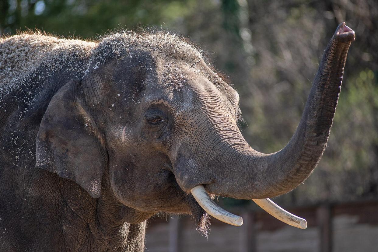 Columbus Zoo's Beco the elephant dies after life-threatening virus diagnosis