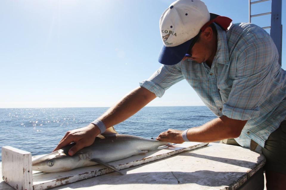 Scientists believe warming oceans are shifting where sharks migrate around the world (UNC Research)