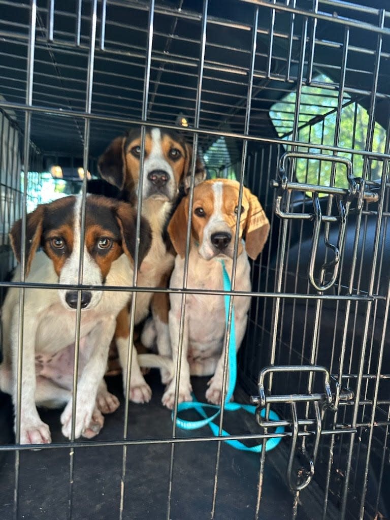 Three beagles sit in a crate after being trapped in Kirbyville on Sept. 24, 2023. After spending a night in Tulsa, the dogs were transported to Priceless Pets Rescue in California.