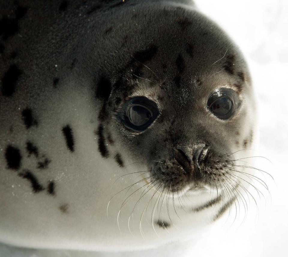 A young harp seal rests on the ice off the coast of Cape Breton island, Nova Scotia, March 31, 2008. 