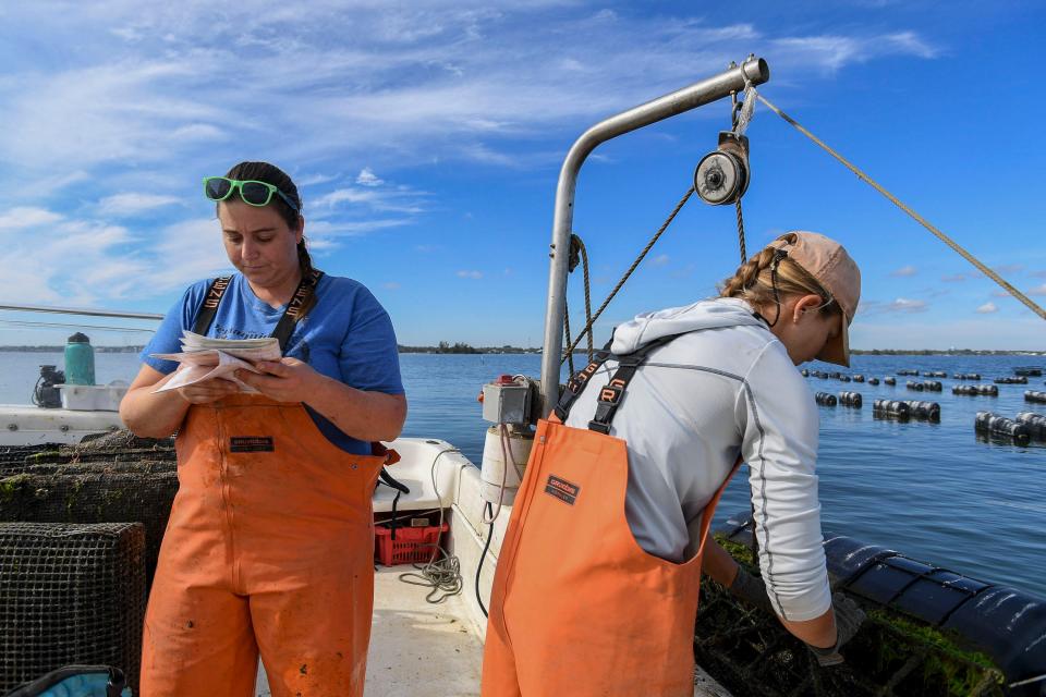 Nicolette Mariano (left) checks a map of her lease to identify certain bags of oysters ready for harvest along with Elizabeth Turner (right) on Jan. 10, 2023, on the Indian River Lagoon.