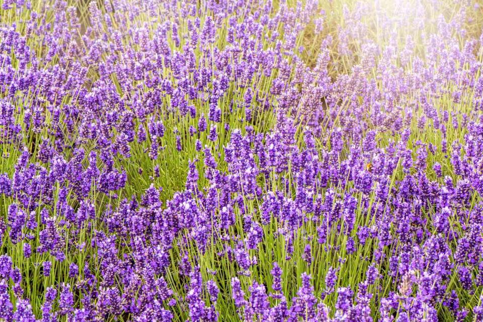 English Lavender (Lavandula Angustifolia)