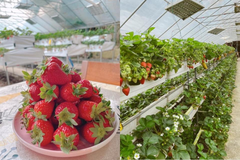 喜歡品嘗草莓甜點的人，可以選擇大崙頭草莓園前往。
