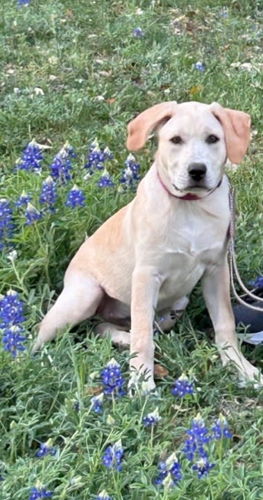 Bella the dog from Belton, Texas, in the bluebonnets (KXAN viewer photo)