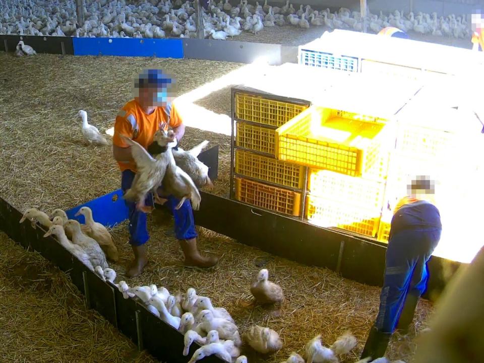 A worker carries three ducks by their necks at once (Animal Justice Project)