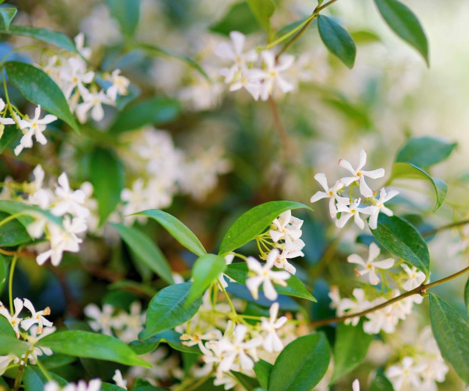 star jasmine flowers